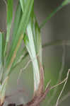 Thicket sedge